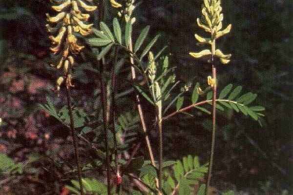 Canada milk-vetch