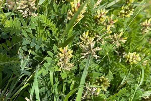 Cicer milk-vetch