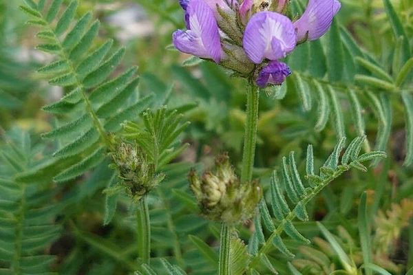 Purple milk-vetch