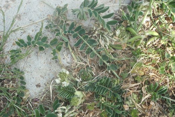 Sprawling milk vetch