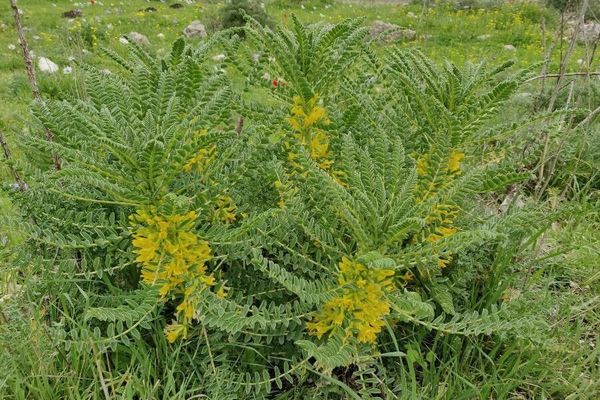 Astragalus exscapus