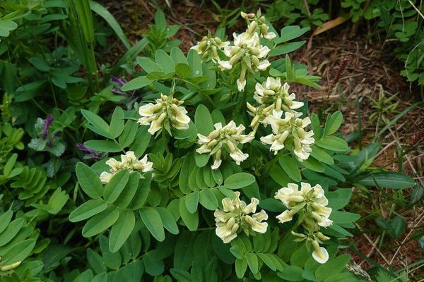 Astragalus frigidus