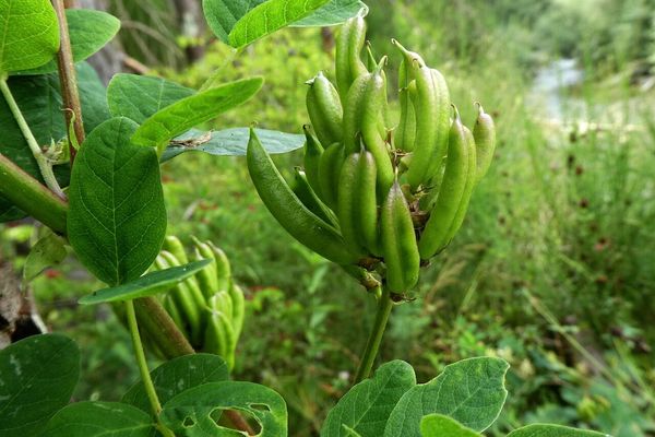 Liquorice milk-vetch