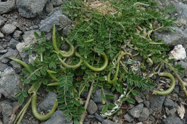 Yellow milk-vetch
