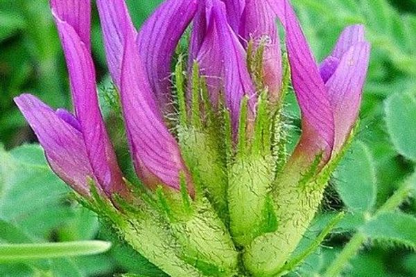 Purple vetch