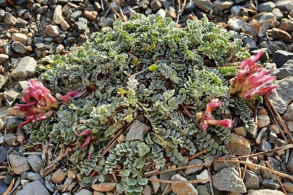 Astragalus incanus
