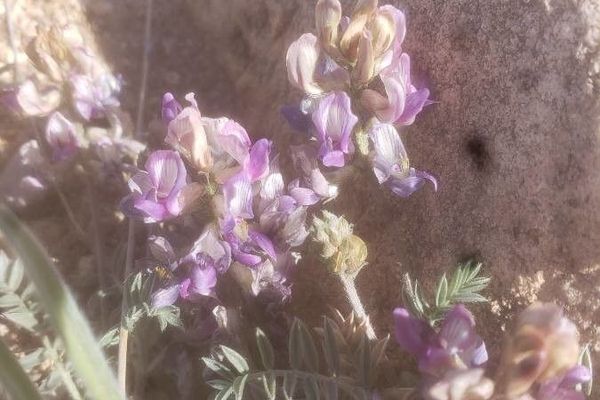 Freckled milkvetch