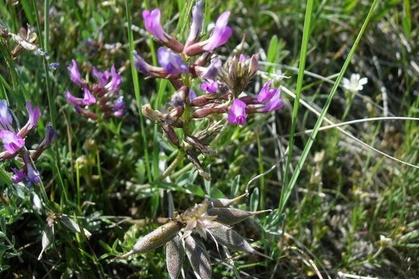Missouri milk-vetch
