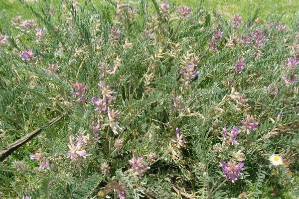 Purple locoweed