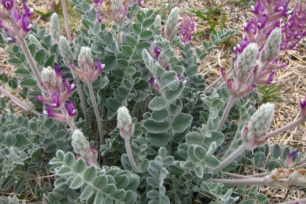 Purple locoweed