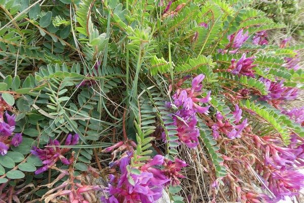 Montpellier milkvetch