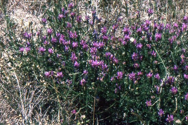 Astragalus onobrychis