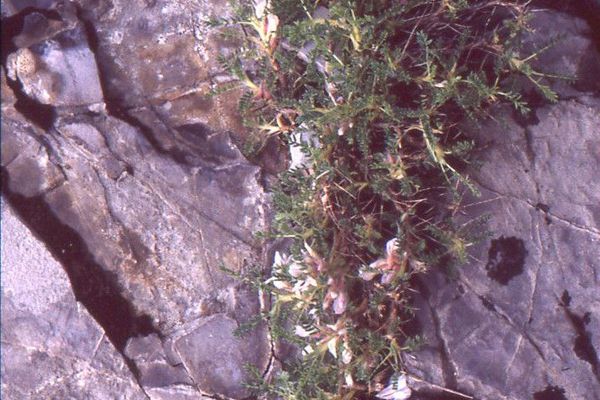 Astragalus sempervirens