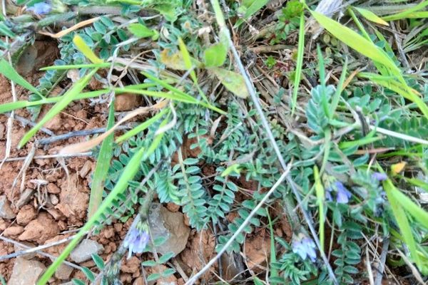 Purple milk-vetch