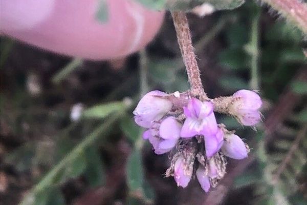 Astragalus stella