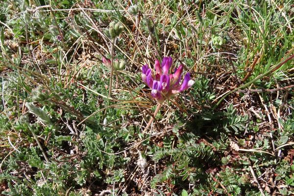 Inflated milk-vetch