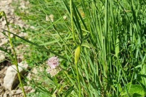 Astrantia
