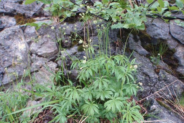 Lesser masterwort
