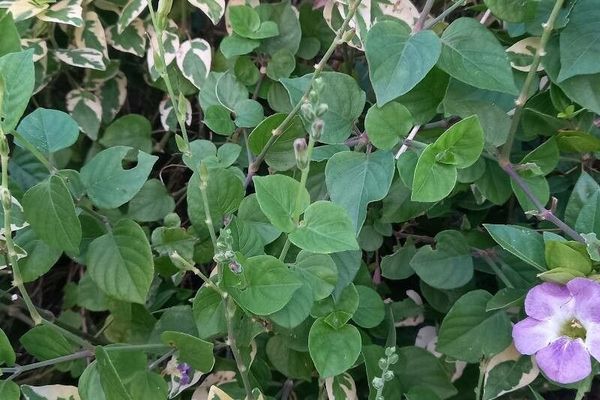Chinese violet