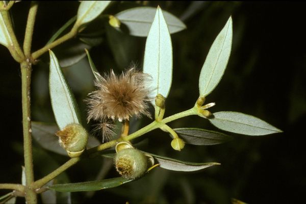 Tasmanian-sassafras
