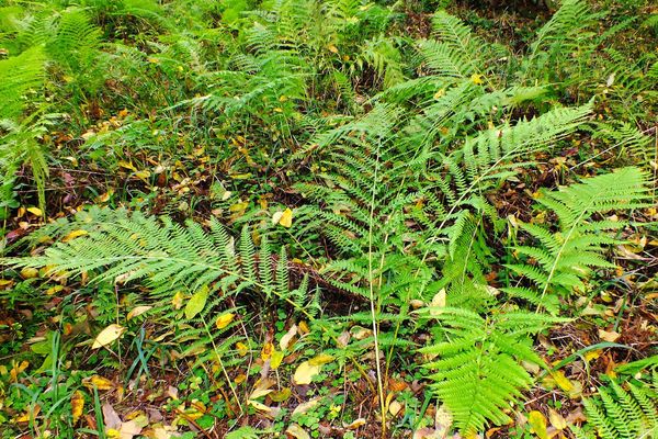 Common ladyfern