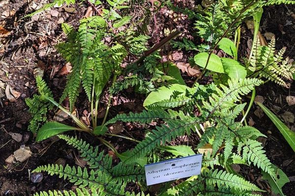 Auriculate lady fern