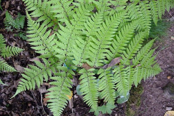 Athyrium vidalii