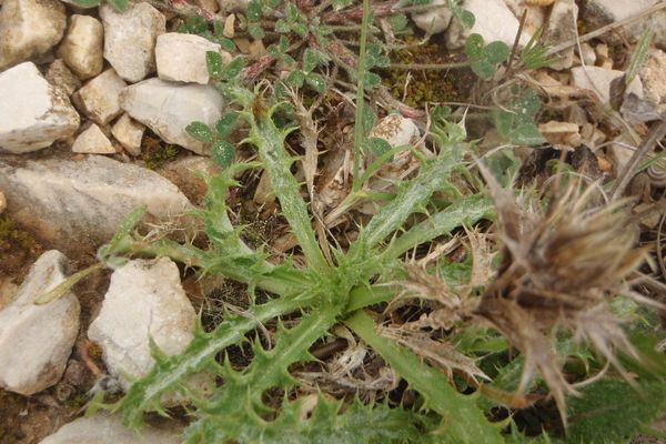 Cage thistle