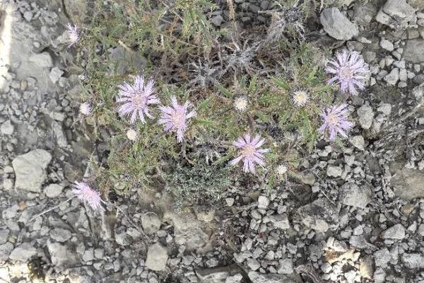Atractylis humilis