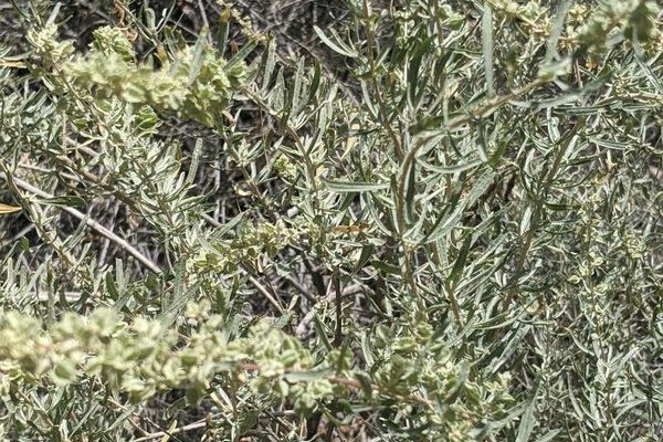 Four-wing saltbush