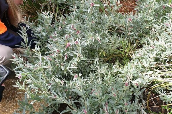Grey saltbush