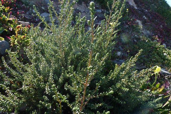 Waxy saltbush