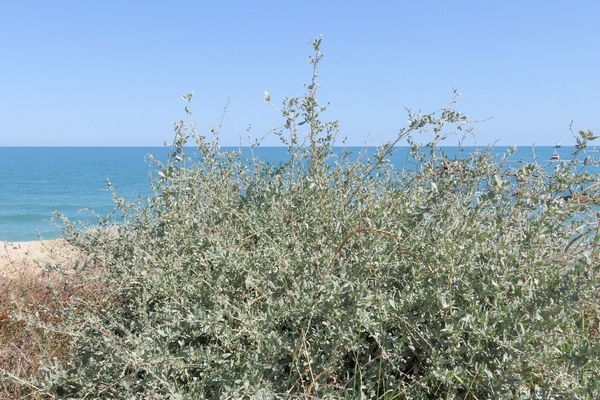 Sea orache