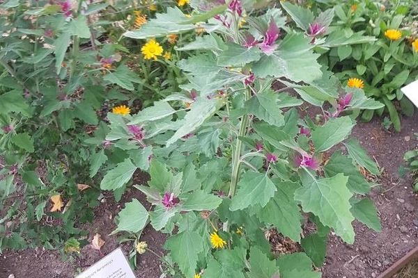 Garden orache