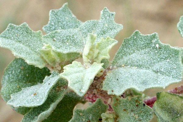 Frosted orache