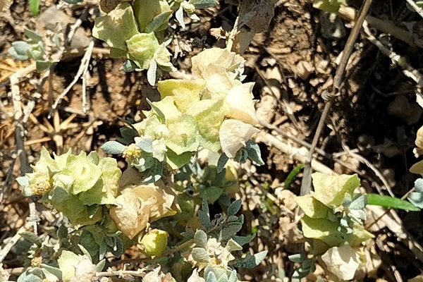 Lindley's saltbush