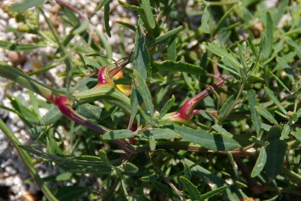 Narrow-leaf atriplex