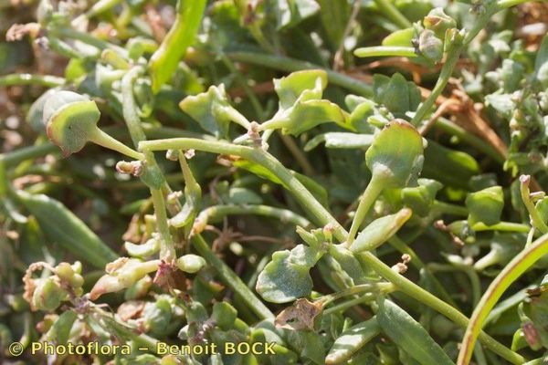 Long-stalked orache