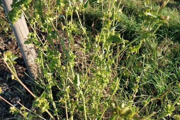 Twoscale saltbush