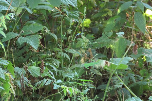 Common orache