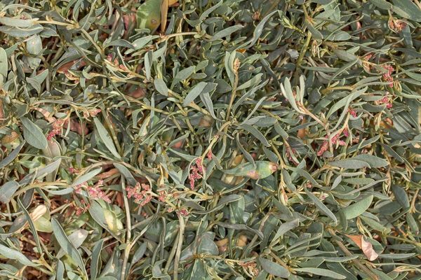 Sea purslane