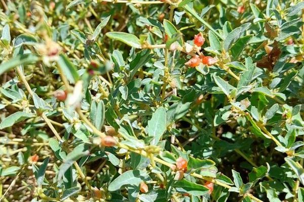 Australian saltbush