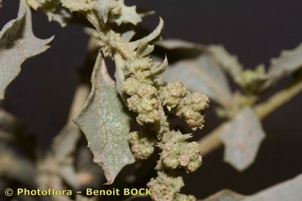 Peregrine saltbush