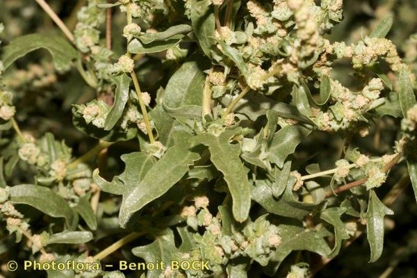 Tatarian orach