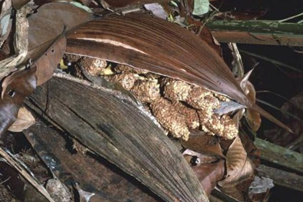 Attalea microcarpa