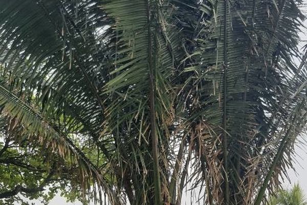Urucuri palm