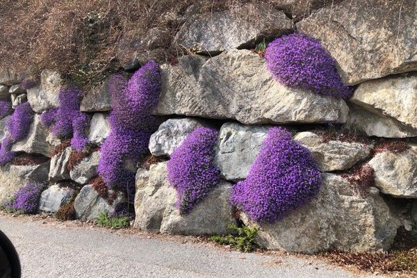 Aubretia