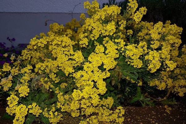 Basket-of-gold