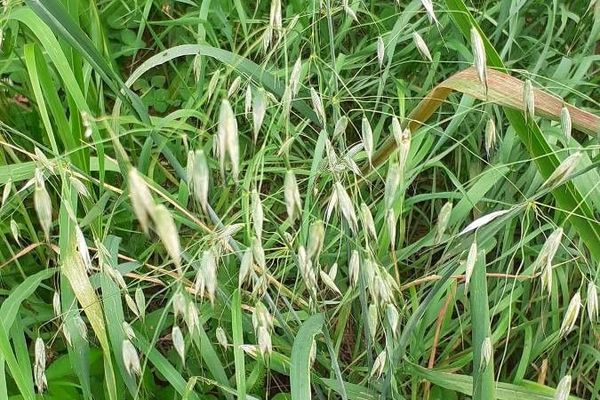 Spring wild oat