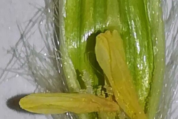Sterile oat